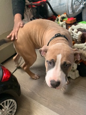 American Pit Bull Terrier – pitbull