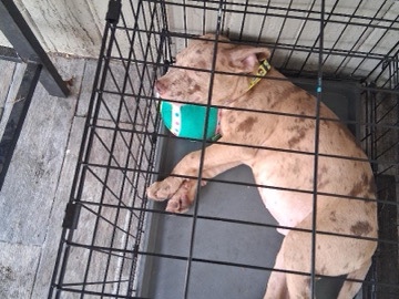 American Pit Bull Terrier – Astro Needs a new home – Jacksonville
