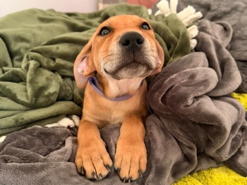 Blue Lacy – Rehoming Puppy – Crestview