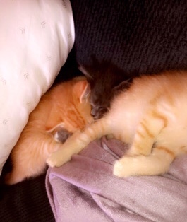 4 Kittens For Sale