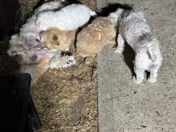 Maltipoo – 3 girls, 1 boy – Los Angeles