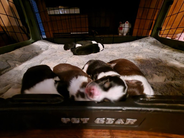 Australian Shepherd – sell
