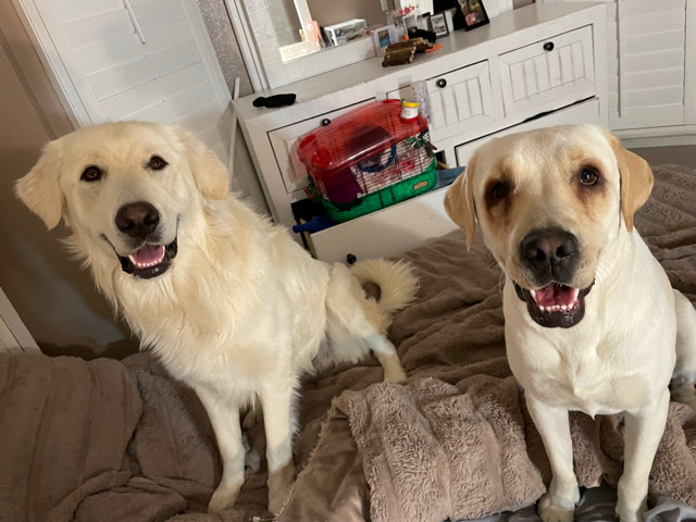 Labrador Retriever – Rehoming dogs