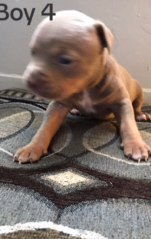 American Pit Bull Terrier – male pocket bully
