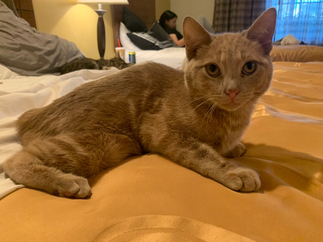 Munchkin – female kitten