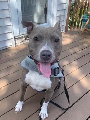 American Pit Bull Terrier – Milo