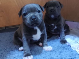 selling two lovely blue Staffordshire bull terriers.
