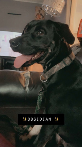Black and Tan Coonhound – Loving Obsidian