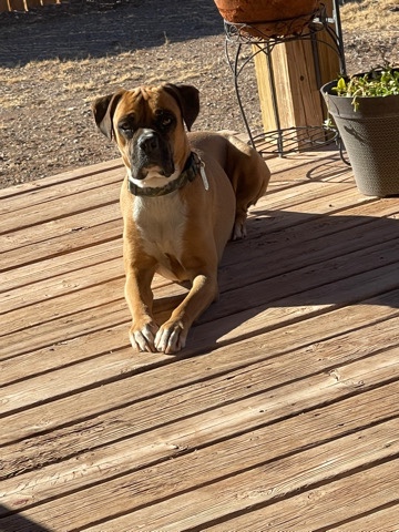 Boxer – boxer