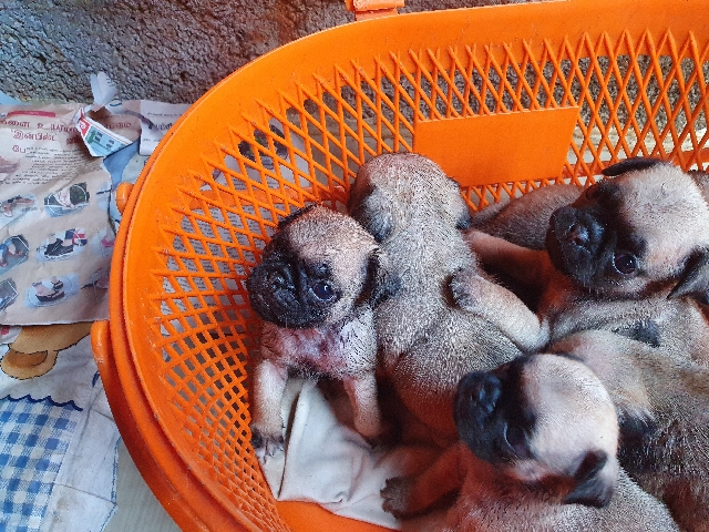 Pug – pug puppies for sale