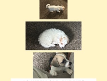 Cockapoo – Adorable Puppies For Sale – Jacksonville