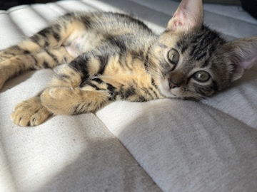 American Shorthair – Trinity – Phenix City