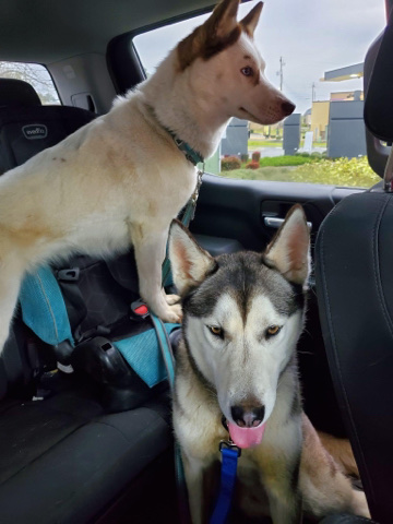 Siberian Husky – Pure Bred Siberian Huskie puppies for sale!