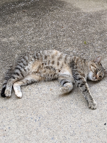 American Shorthair – Beautiful Tabby Kitten