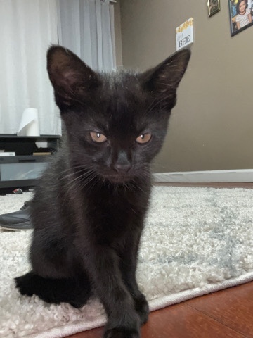 Siamese – kittens for sale