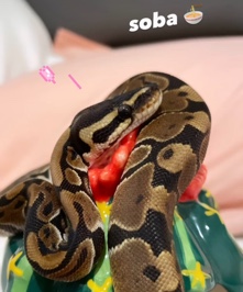 Any – Ball Python (w/ Bio-active enclosure)