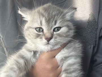 Image of British Shorthair