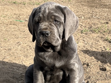 Cane Corso - cane corso available for adoption in Phoenix