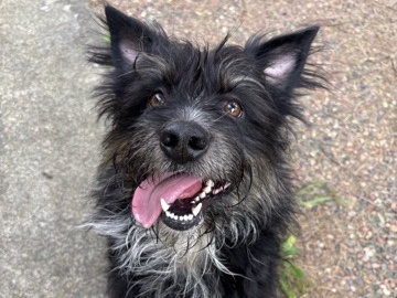 Australian Cattle Dog – Cattle Dog-Miniature Schnauzer Mix – McKinleyville