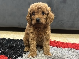 poodle – Dubai