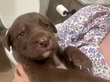 Mastiff - puppies for sale  available for adoption in Riverview