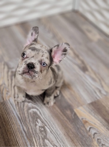 French Bulldog β French bulldog