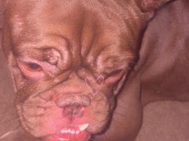 French Bulldog – female frenchie bulldog – Kenosha