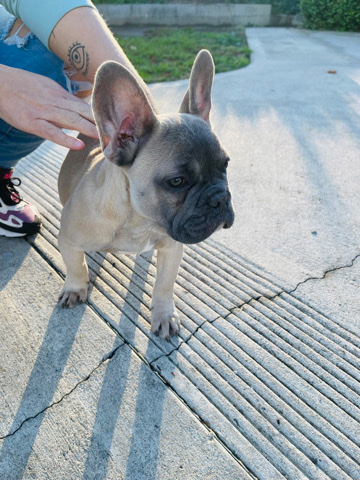 French Bulldog – Great offer bulldog
