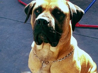 Cane Corso – 4yo cane conso male urgently needs a new home – Tullimbar