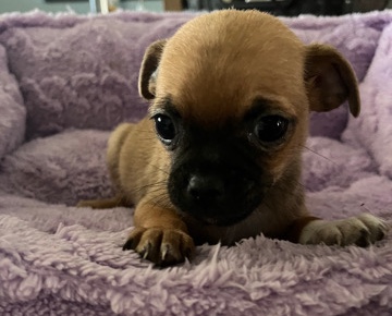 Chihuahua – Free dogs