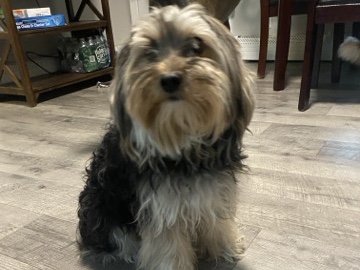 Yorkshire Terrier – Adorable Yorkie Looking For A New Home – Manchester