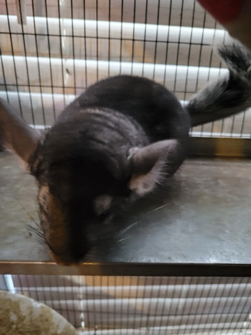 chinchilla