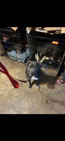 American Pit Bull Terrier – need to rehome my pit!
