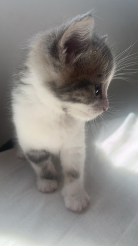 British Shorthair – .*secure ur kitten now*.