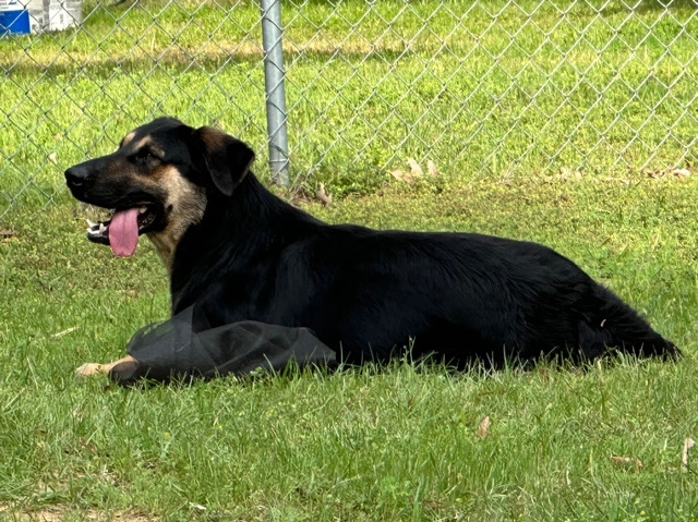 this Happy Fellow Needs a Home