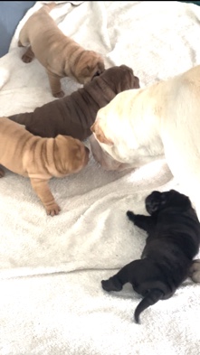 Shar Pei Puppies Central Florida