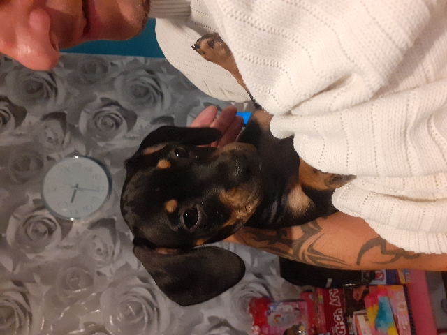 miniature dachshund x french bull dog puppy