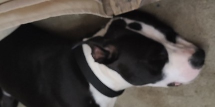 18mth old male Amstaff