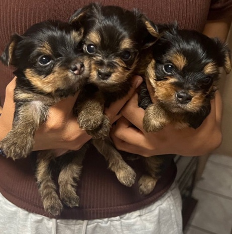 Yorkshire Terrier – Yorkies