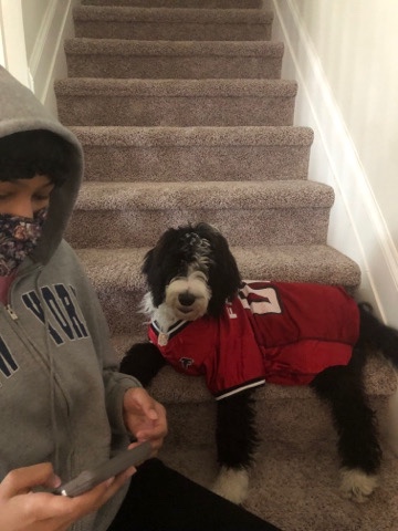 black and white male Sheepadoodle