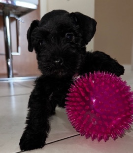 Miniature Schnauzer – mini schnauzer