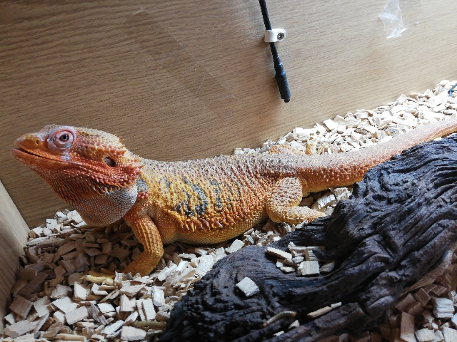 beared dragon