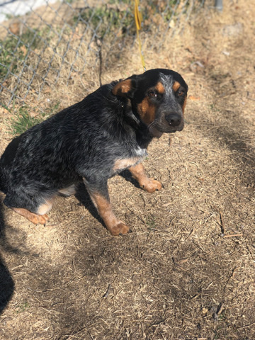 Blue Paul Terrier – blue Healer