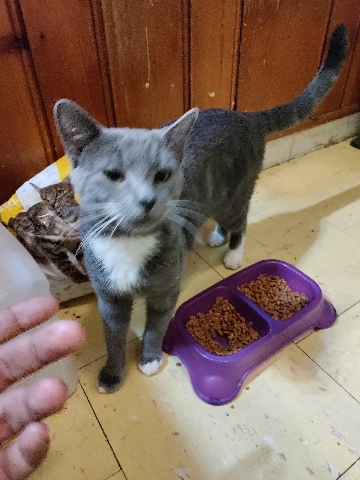 American Shorthair – two kitty's