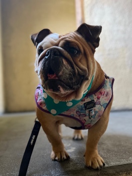 Olde English Bulldogge – rehome/sell
