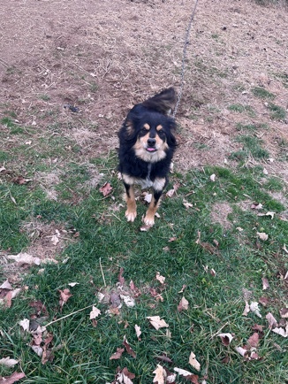 Border Collie – chicken nugget