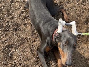 Doberman Pinscher – female – Modesto