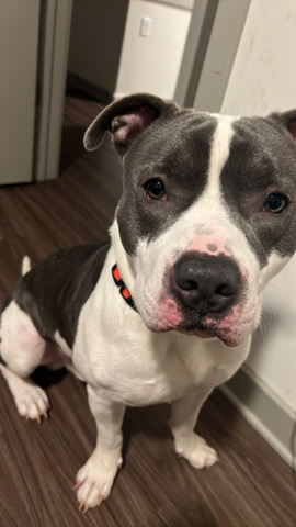 Bull and Terrier – bully pit