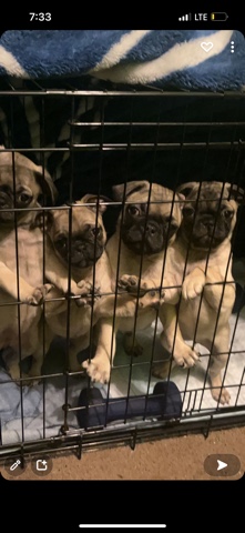 pug puppies