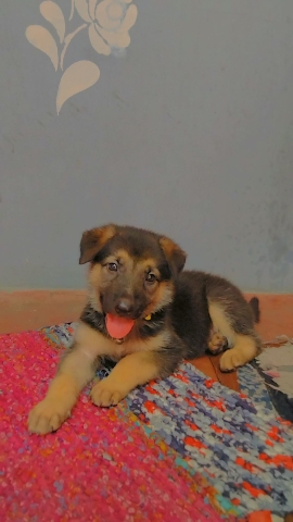 German Shepherd – Baby German shepherd 🐶🐕